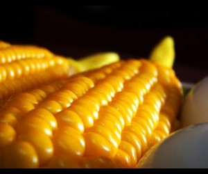 Corn Source flickr com